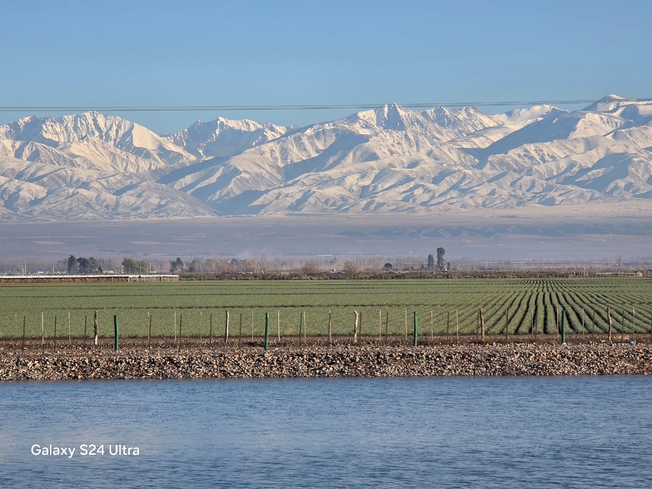Campo de cebollas en Mendoza