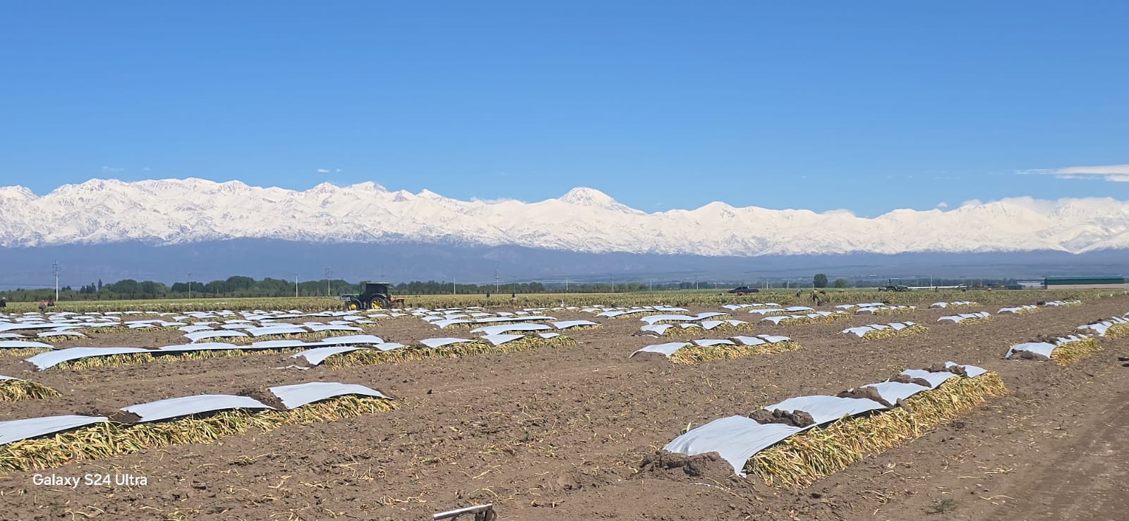 Agricultura de cebolla argentina