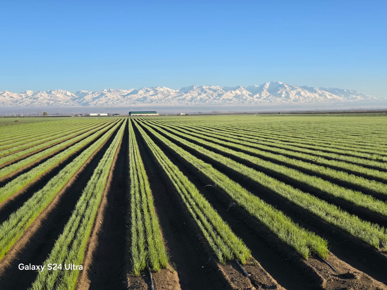 Cebolla argentina para mercados internacionales