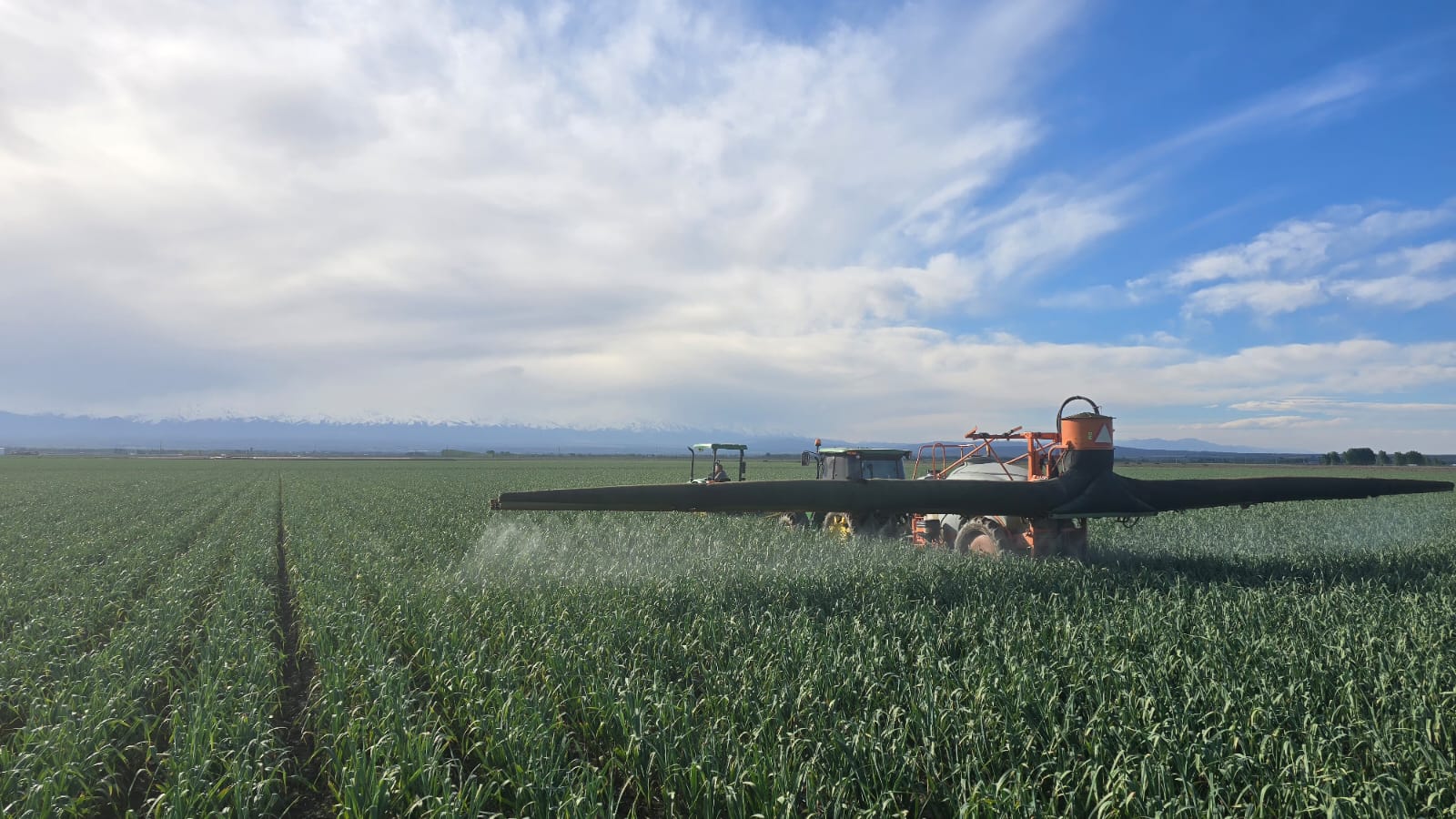 Cultivo de cebolla en Mendoza