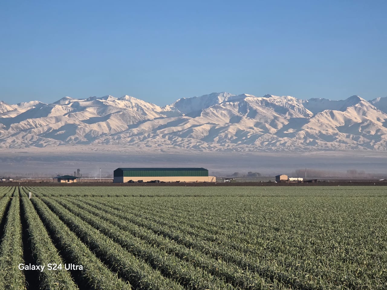 Exportación de cebolla argentina